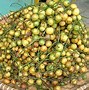 10 Nama Buah Dari Huruf R